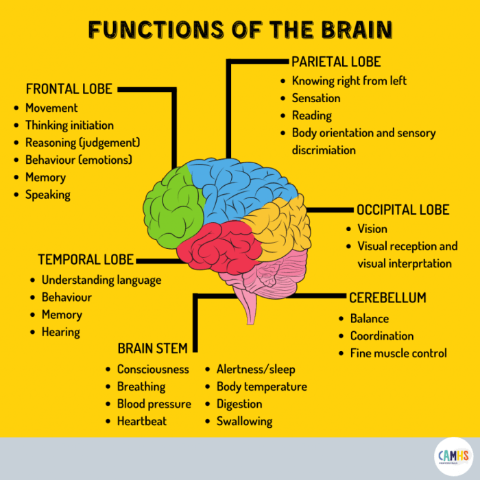 Functions of different parts of the brain