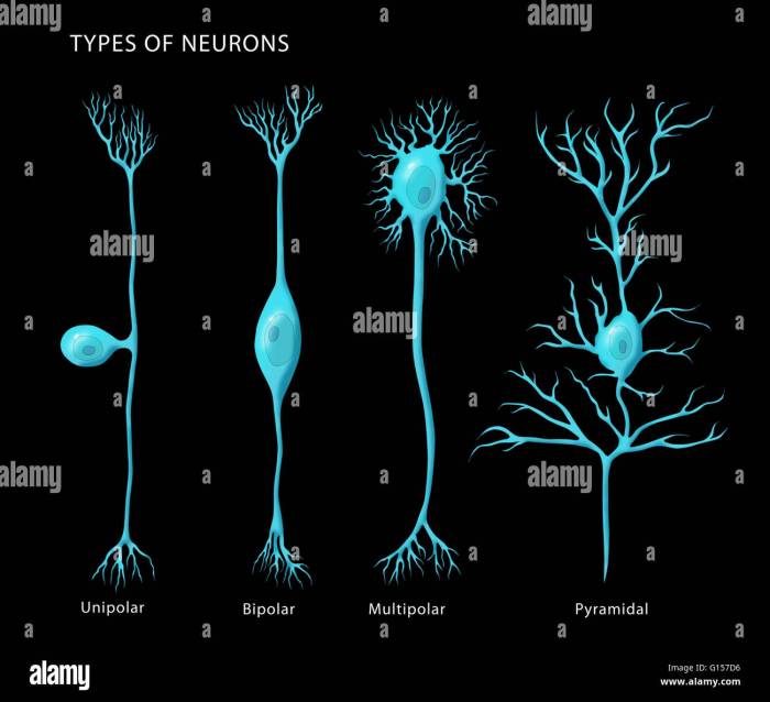 How many neurons in the human body