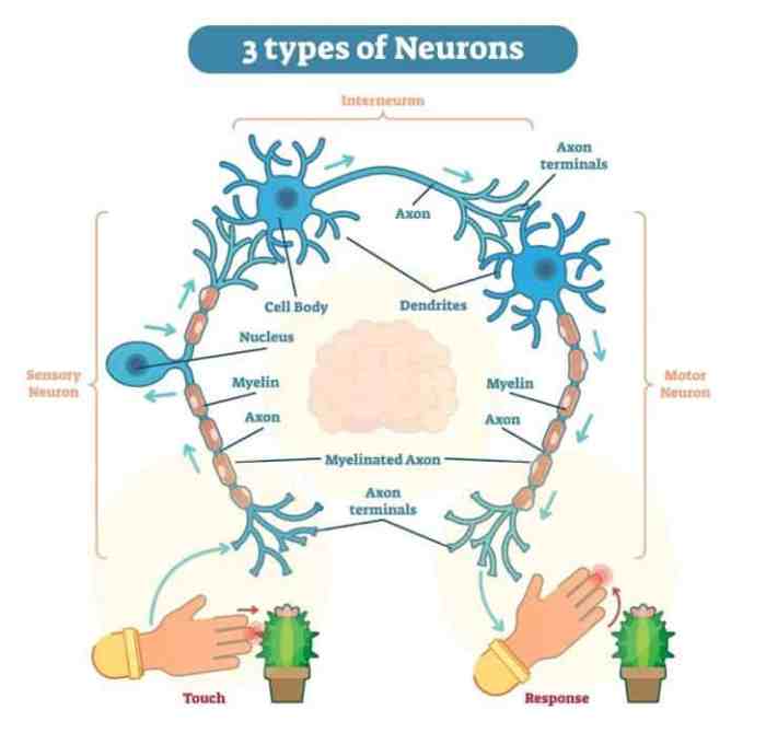 Neurons neuroni cervello geib